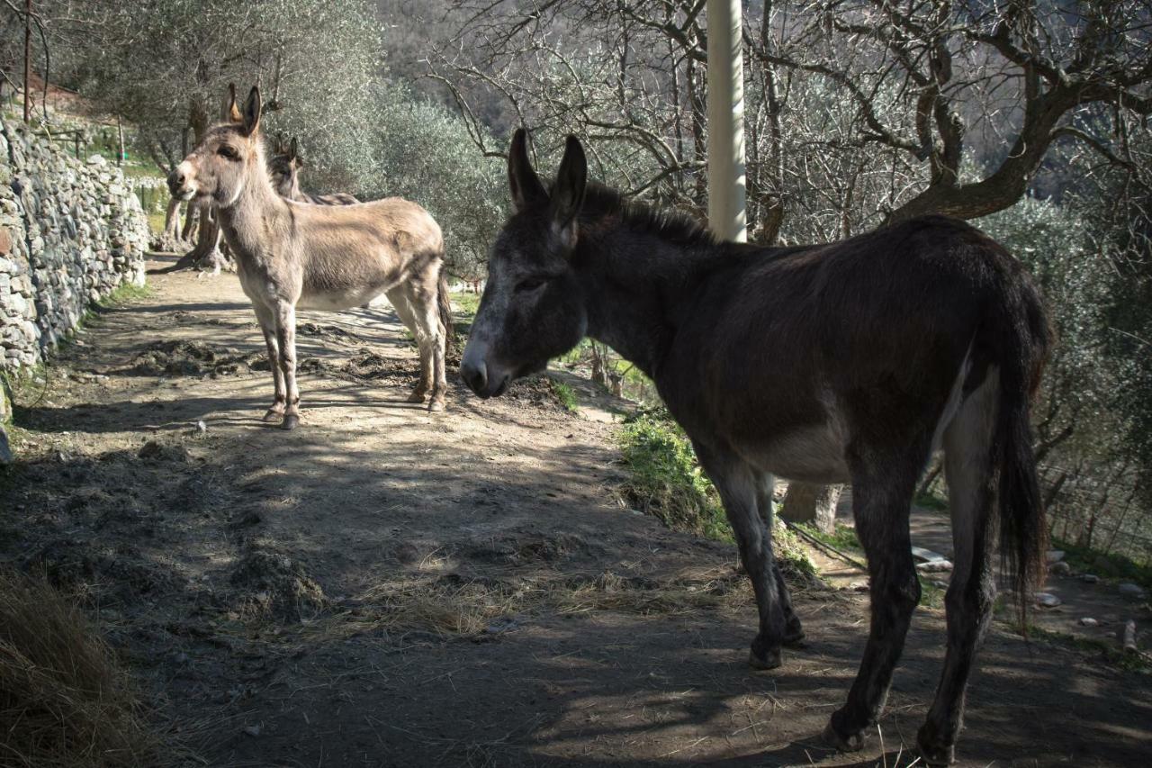 Agriturismo A Ca Vegia Calice Ligure 외부 사진
